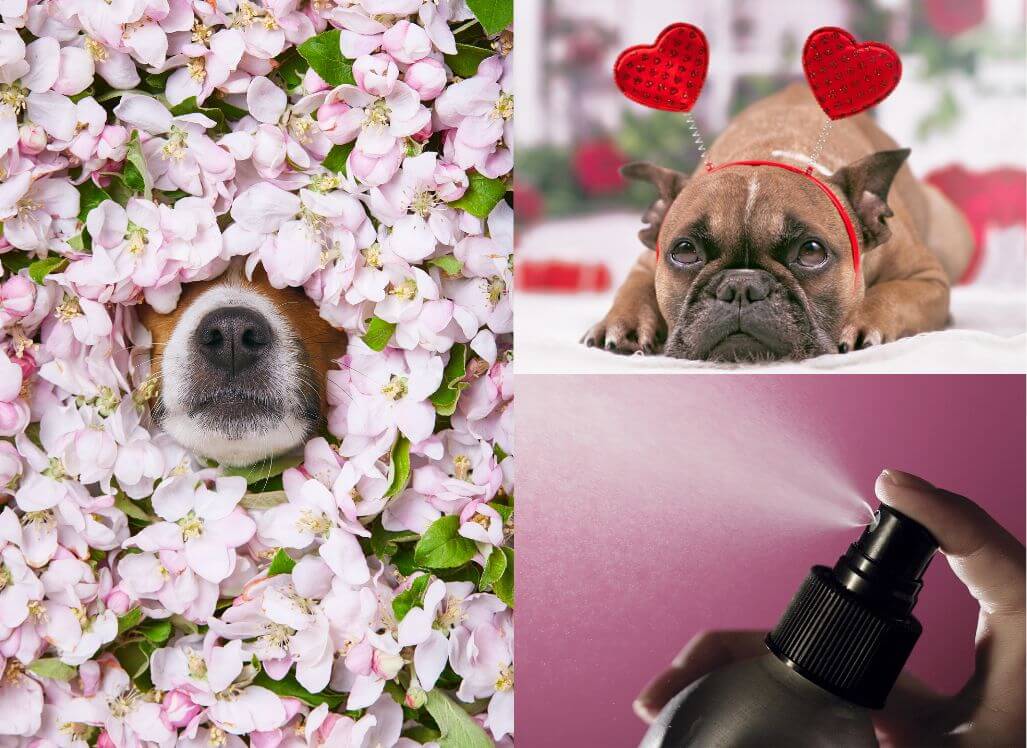 Who Knew? There IS Such a Thing as Dog Perfume!