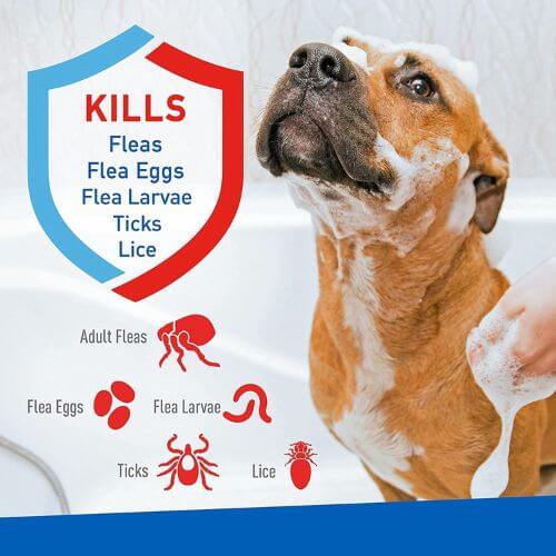 The Best Flea Shampoo for Dogs: Keep Fido Flea-Free!