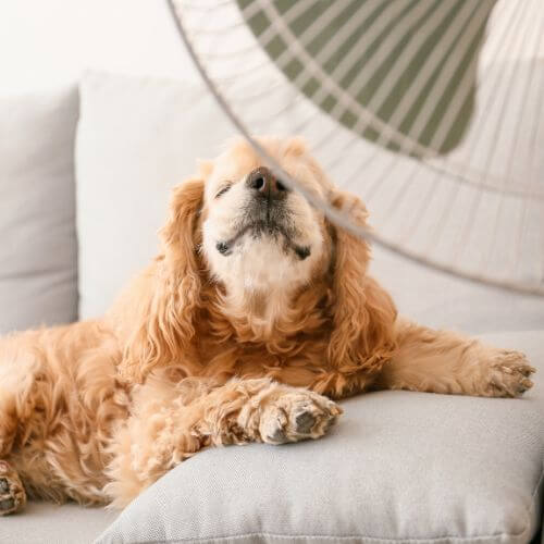 How to Keep Dogs Cool in Summer: The Dos and Don'ts