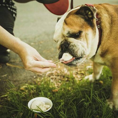 How to Keep Dogs Cool in Summer: The Dos and Don'ts