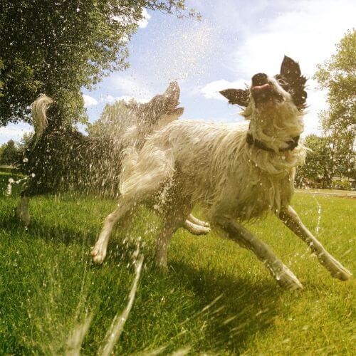 How to Keep Dogs Cool in Summer: The Dos and Don'ts