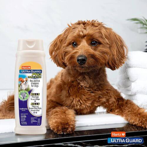 The Best Flea Shampoo for Dogs: Keep Fido Flea-Free!