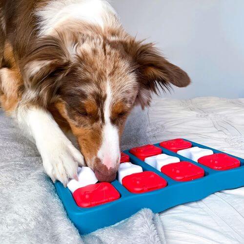 The Nina Ottosson Dog Brick: A Game-Changer for Mental Stimulation