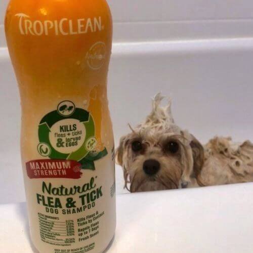 The Best Flea Shampoo for Dogs: Keep Fido Flea-Free!