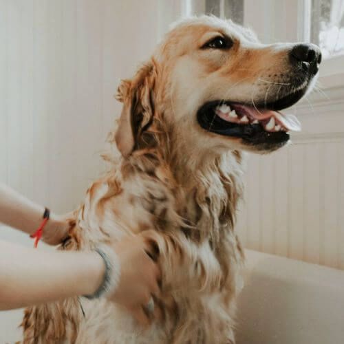 Killing the Itch: How to Treat Fleas on Dogs Effectively