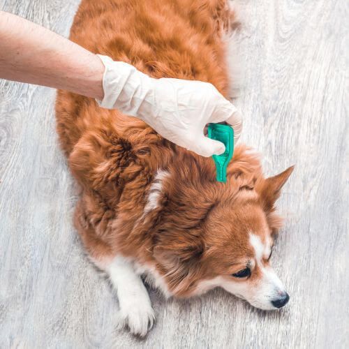 Killing the Itch: How to Treat Fleas on Dogs Effectively