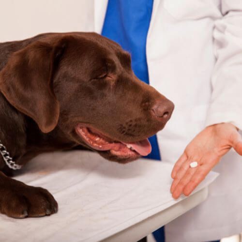 Killing the Itch: How to Treat Fleas on Dogs Effectively