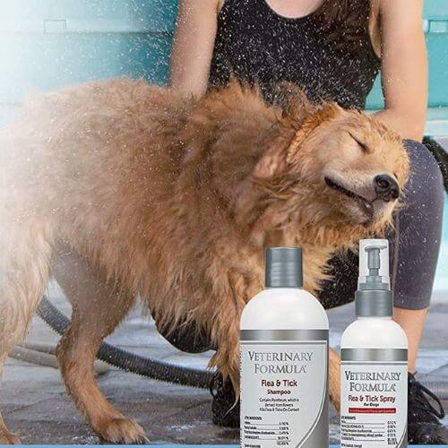 The Best Flea Shampoo for Dogs: Keep Fido Flea-Free!