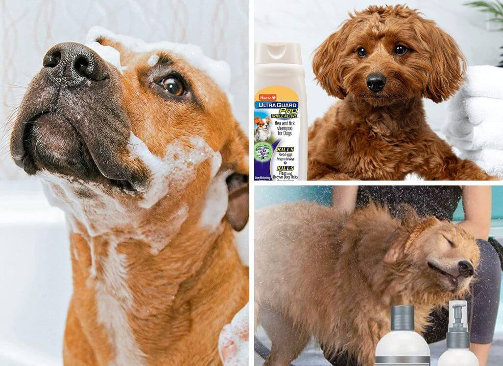The Best Flea Shampoo for Dogs Keep Fido FleaFree!