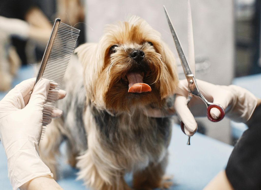 Ditch The Knots And Tangles! Get a Dog Detangler Brush