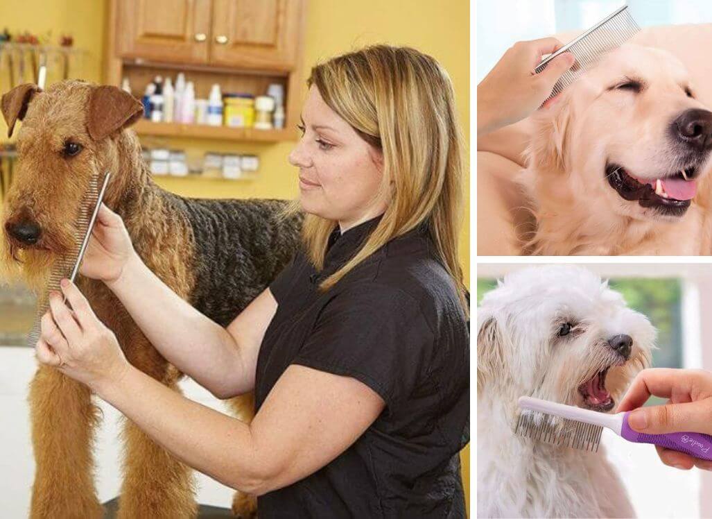 Top Dog Grooming Combs Tackle Grooming Like a Pro!