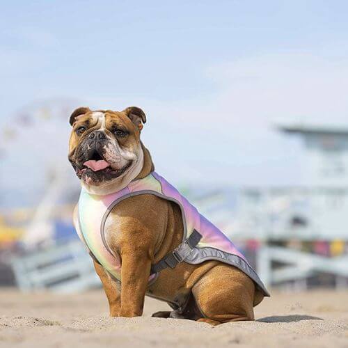 Chill Out: The Top 7 Dog Cooling Vests to Beat the Heat!