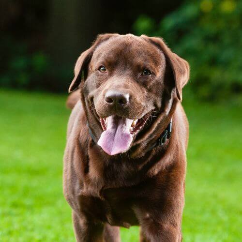 Do Dogs Sweat - or Have They Got Another Trick?