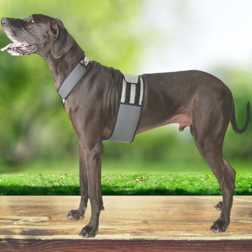 Chill Out: The Top 7 Dog Cooling Vests to Beat the Heat!