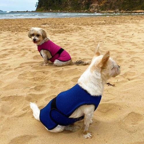 Chill Out: The Top 7 Dog Cooling Vests to Beat the Heat!