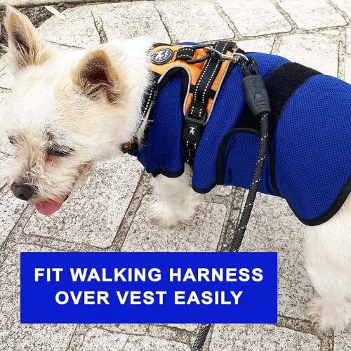 Chill Out: The Top 7 Dog Cooling Vests to Beat the Heat!