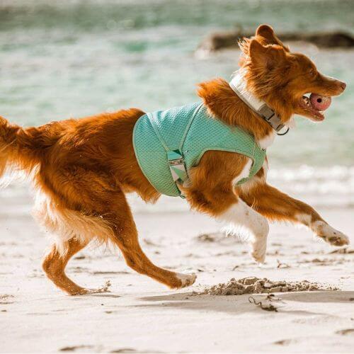 Chill Out: The Top 7 Dog Cooling Vests to Beat the Heat!