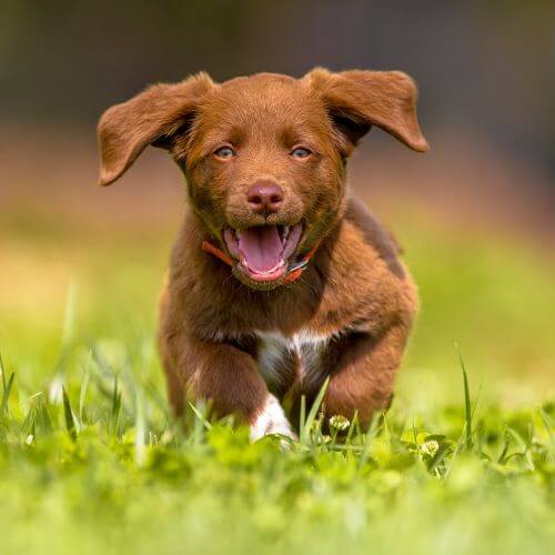 Do Dogs Sweat - or Have They Got Another Trick?