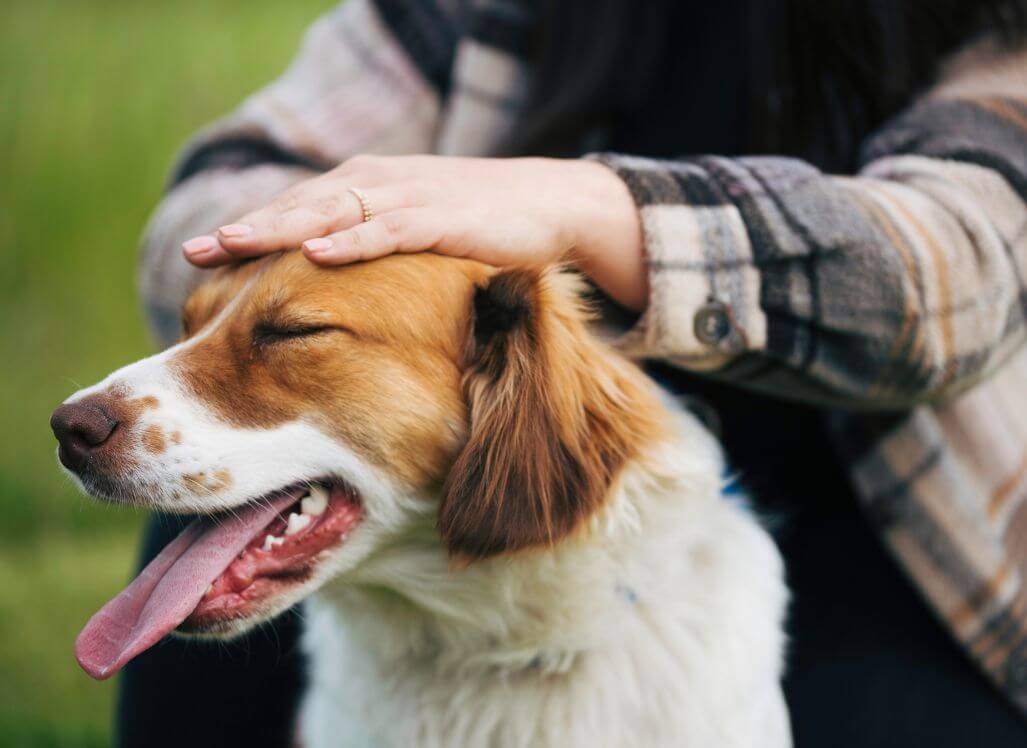 Panting Pooches: How Does Panting Cool a Dog?