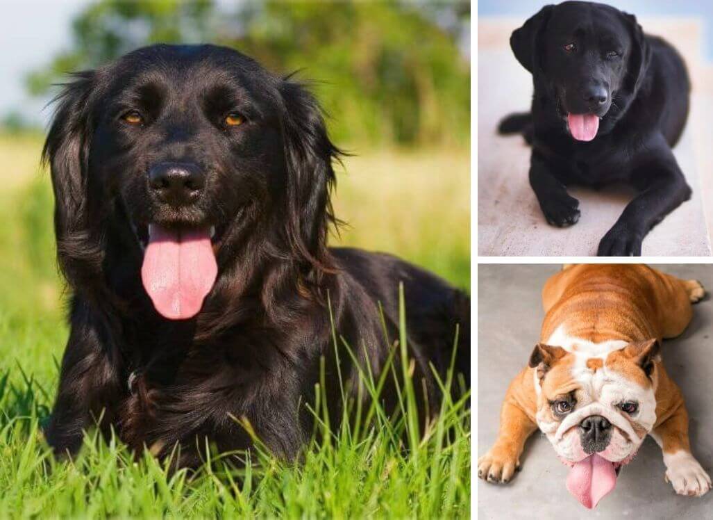 Panting Pooches How Does Panting Cool a Dog?