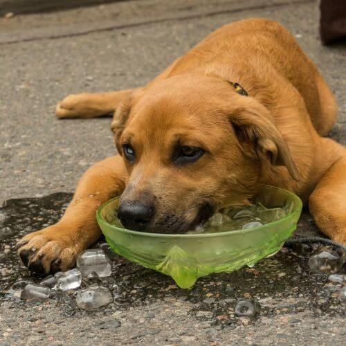 Are Ice Cubes Bad for Dogs? The Cold Hard Facts