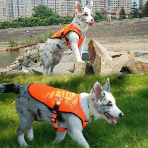 Chill Out: The Top 7 Dog Cooling Vests to Beat the Heat!