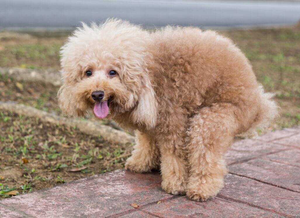 How to Toilet Train A Puppy in 7 Days!