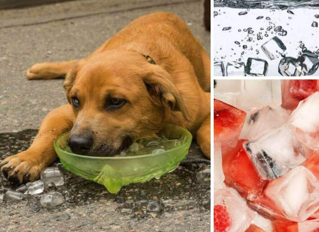 Are Ice Cubes Bad for Dogs? The Cold Hard Facts