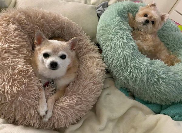 Are Donut Beds Good for Dogs? Check Out the Benefits!
