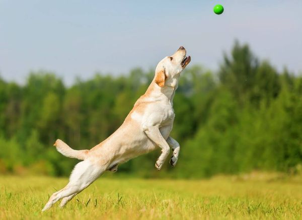 The Best Ball Launcher for Dogs: Watch That Ball Fly!