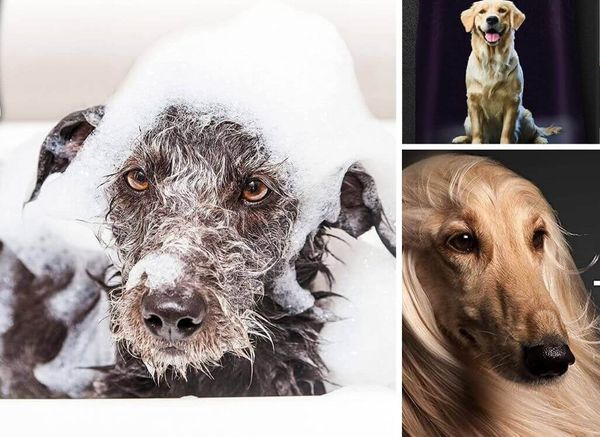 Unleash the Fur-ociousness: The Best Deshedding Shampoo for Dogs