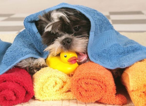 The Best Dog Towel: Your Drying Choices