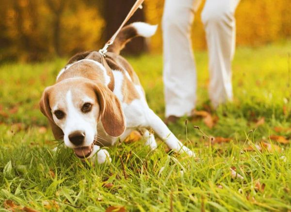 The Best Leash for Dogs That Pull