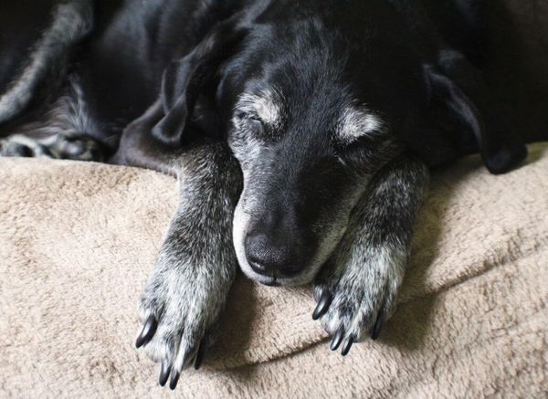 The Best Beds for Senior Dogs: Because They Deserve It!