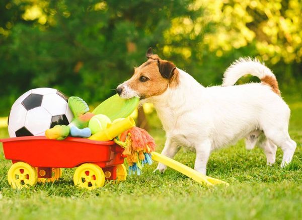 Do Dogs Really Need Toys?