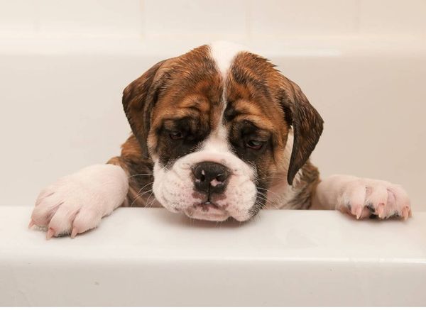 Your Puppy's First Bath