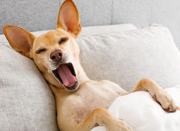 Should Dogs Sleep in Your Bed? Let's Weigh the Pros and Cons