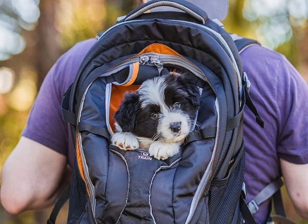 Carrying your Dog's a Breeze: Best Dog Backpack Carrier