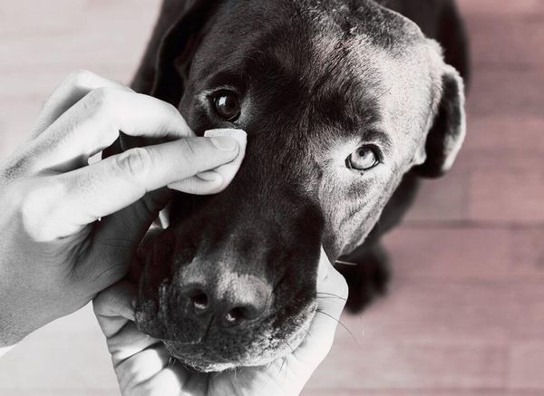 Best Dog Eye Wipes: From Daily Grooming to Tear Stains