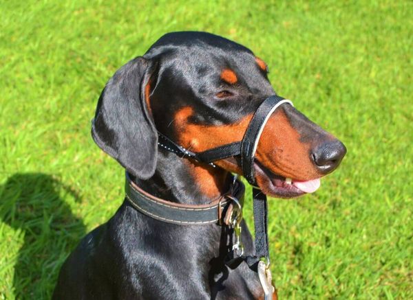 Best Dog Head Halter: Regain Control of Your Walks