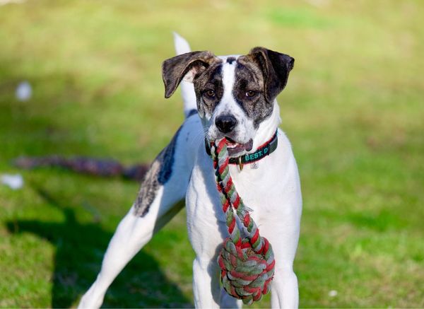 Best Dog Rope Toy: Not Just a Piece of Rope!