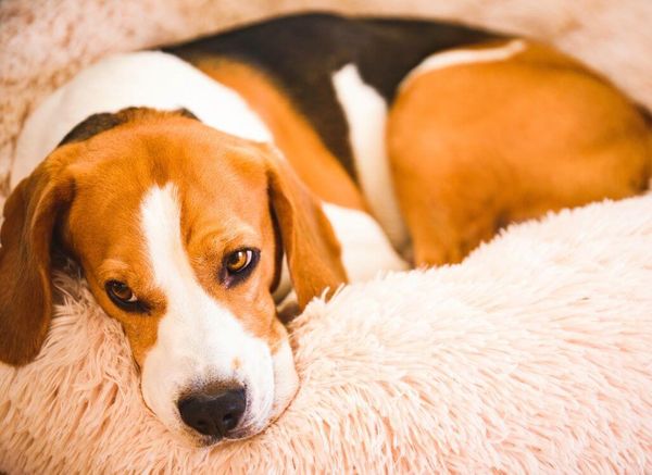 The Best Donut Dog Bed: Snuggle Up for Sweet Dreams!