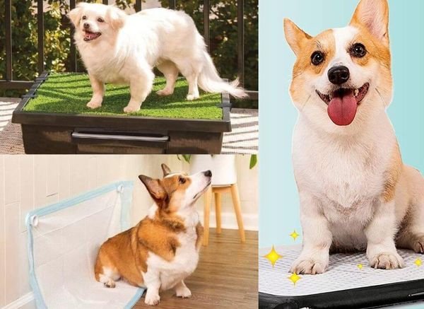 The Best Indoor Dog Potty for When They Gotta Go!