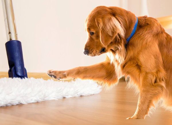 The Best Mop For Dog Hair: Hands Down!