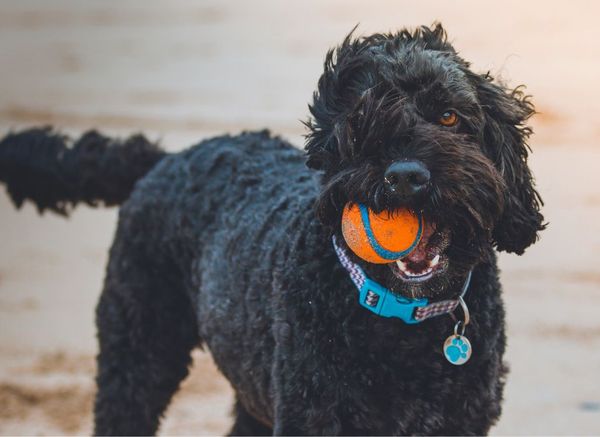 Have You Got the Best Tennis Balls for Dogs?