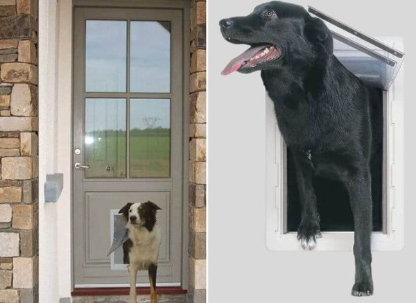 Finding the Perfect Dog Door for Your Large Dog