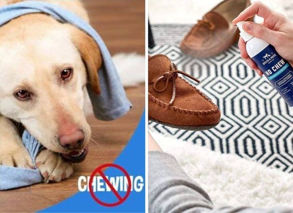 Best Anti-Chew Sprays for Dogs (they Actually Work!)