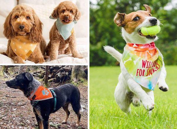 The 10 Best Dog Bandanas: Style and Function for Every Occasion
