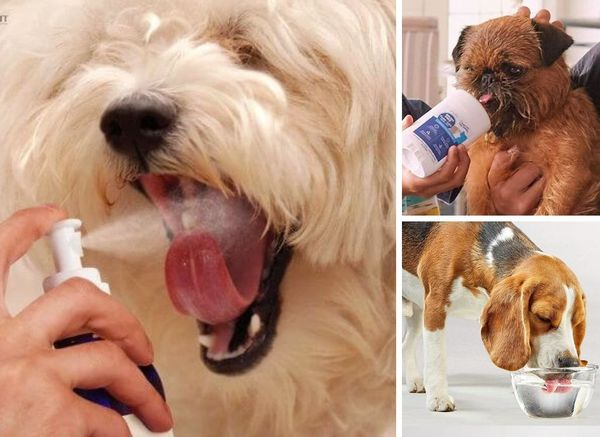 Get Close Up With the Best Dog Breath Freshener
