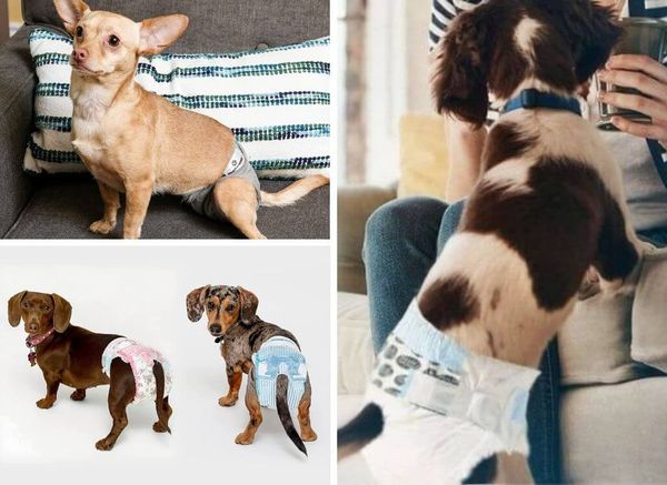 Doggy Diapers? Choose the Best Dog Diapers for your Pooch